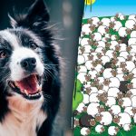 Kje se skriva pes: le redki ga bodo našli med