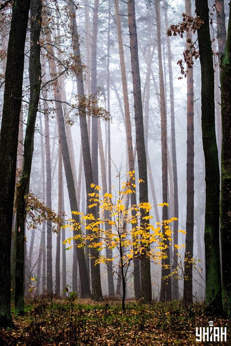 Le 2 % ljudi lahko v 12 sekundah najde veverico v gozdu: neverjetna optična prevara