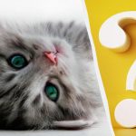 Le ljudje z visokim IQ bodo v 10 sekundah opazili