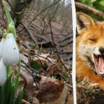 Optična iluzija vam bo pokazala, kakšen je vaš IQ: v