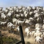 Uganka za tiste z odličnim vidom: psa morate najti v